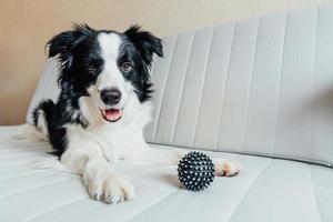 Funny portrait of cute smiling puppy dog border collie playing with toy ball on couch indoors. New lovely member of family little dog at home gazing and waiting. Pet care and animals concept. photo