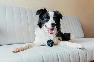 Funny portrait of cute smiling puppy dog border collie playing with toy ball on couch indoors. New lovely member of family little dog at home gazing and waiting. Pet care and animals concept. photo