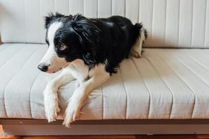 Funny portrait of cute smiling puppy dog border collie on couch indoors. New lovely member of family little dog at home gazing and waiting. Pet care and animals concept. photo