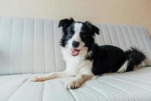 Funny portrait of cute smiling puppy dog border collie on couch photo