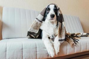 Funny puppy dog border collie lying on couch under plaid indoors. Lovely member of family little dog at home warming under blanket in cold fall autumn winter weather. Pet animal life concept. photo