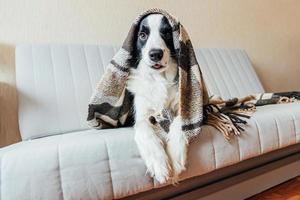 Funny puppy dog border collie lying on couch under plaid indoors. Lovely member of family little dog at home warming under blanket in cold fall autumn winter weather. Pet animal life concept. photo