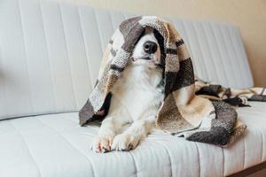 Funny puppy dog border collie lying on couch under plaid indoors. Lovely member of family little dog at home warming under blanket in cold fall autumn winter weather. Pet animal life concept. photo