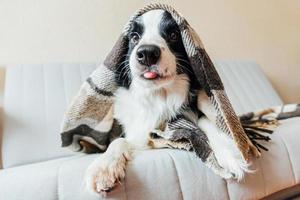 Funny puppy dog border collie lying on couch under plaid indoors photo