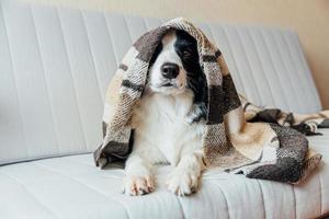 Funny puppy dog border collie lying on couch under plaid indoors. Lovely member of family little dog at home warming under blanket in cold fall autumn winter weather. Pet animal life concept. photo