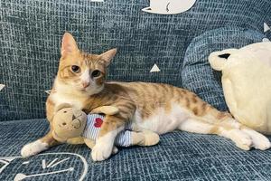 gato dormido con una muñeca. gatito atigrado durmiendo cómodamente abrazando a un oso de peluche en una alfombra blanca de piel. el pequeño gato duerme en una manta acogedora abraza el juguete. dulces sueños de gatito bebé. foto