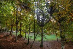 Trees with colorful leaves photo