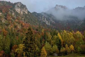 Trees with colorful leaves photo