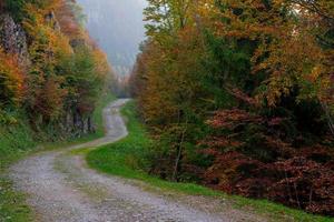 Trees with colorful leaves photo