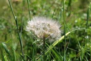 el diente de león florece en un claro del bosque. foto