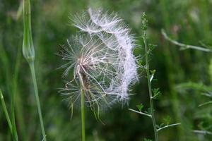 Dandelion blooms in a forest clearing. photo