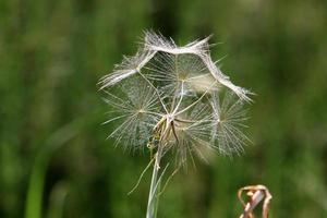 Dandelion blooms in a forest clearing. photo