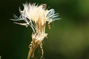 Dandelion blooms in a forest clearing. photo