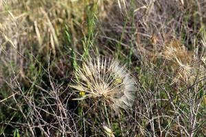 Dandelion blooms in a forest clearing. photo