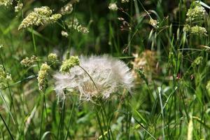 Dandelion blooms in a forest clearing. photo