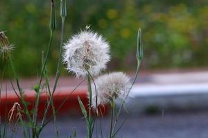 Dandelion blooms in a forest clearing. photo