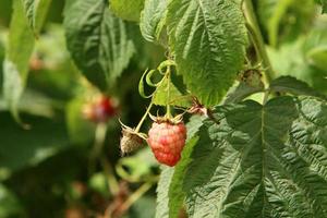 Raspberry bushes with ripe berries in the city park. photo