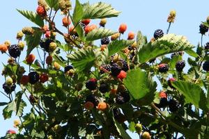 Raspberry bushes with ripe berries in the city park. photo