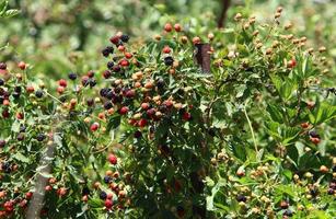 Raspberry bushes with ripe berries in the city park. photo