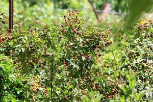 Raspberry bushes with ripe berries in the city park. photo