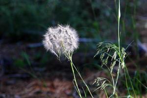 Dandelion blooms in a forest clearing. photo