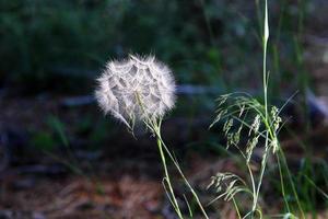 el diente de león florece en un claro del bosque. foto