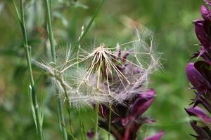 Dandelion blooms in a forest clearing. photo