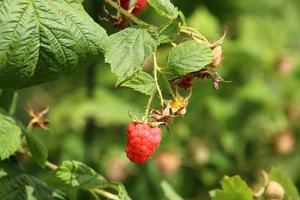 Raspberry bushes with ripe berries in the city park. photo