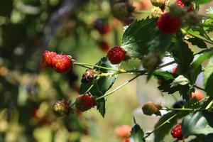 Raspberry bushes with ripe berries in the city park. photo