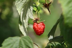 Raspberry bushes with ripe berries in the city park. photo