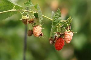 Raspberry bushes with ripe berries in the city park. photo