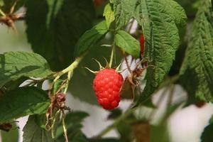 Raspberry bushes with ripe berries in the city park. photo