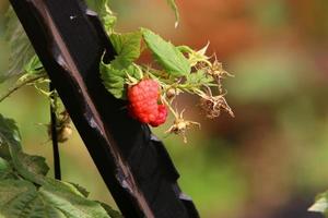 Raspberry bushes with ripe berries in the city park. photo