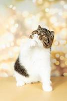 A beautiful exotic shorthair cat plays on the colorful festive background of the studio. photo