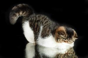 A beautiful exotic shorthair cat plays on a dark studio background with a reflection. photo