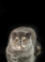 A beautiful exotic shorthair cat plays on a dark studio background with a reflection. photo