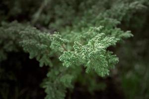 Juniper horizontal a very low creeping slow growing variety. Growing right from the garden path made of sandstone. photo