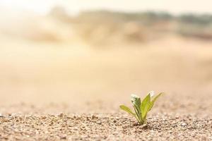 A lone green plant illuminated by sunlight growing on the sand. Photo with copy space. The background in blur.