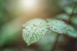 Leaves of roses covered with raindrops illuminated by the solar rays closeup, background blur. photo