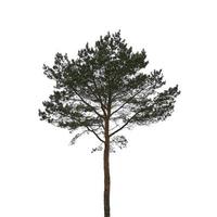 Isolated pine tree on a white background. photo