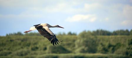 White stork flying on against the forest and blue sky. Background in blur. photo