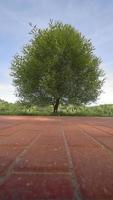 un árbol verde solitario en el parque. una alfombra verde en primer plano. foto