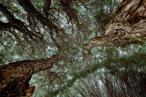 Bottom view of the tree with white sky background. photo