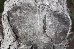 The texture of the tree on the log. The place of the cut off branch at an old Apple-tree. photo