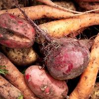Just harvested vegetables. Top view. Potatoes, carrot, beet. photo
