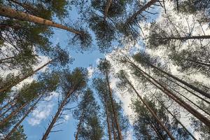 Tall trees against a blue sky, bottom-up view. photo