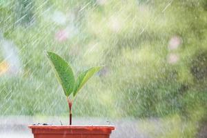 Macro of small sprout with first leaves growing in little flower pot over green background in blur under the rain drops. photo