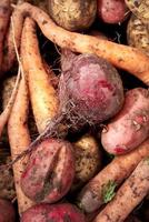 cosecha de verduras frescas. vista superior. patatas, zanahoria, remolacha. foto