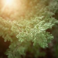 enebro horizontal iluminado por la luz del sol una variedad de crecimiento lento que se arrastra muy bajo. creciendo desde el camino del jardín hecho de piedra arenisca. foto