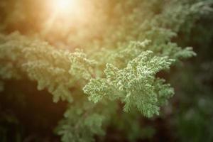 enebro horizontal iluminado por la luz del sol una variedad de crecimiento lento que se arrastra muy bajo. creciendo desde el camino del jardín hecho de piedra arenisca. foto